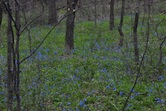 Blue bells